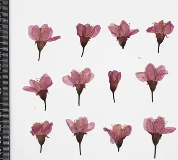 120pcs 2-3cm Apăsat Uscate Flori de Cires Sakura Floare Ierbar Pentru Rășină Epoxidică Bijuterii a Face Fata Machiaj Unghii DIY
