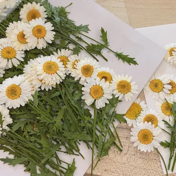 12pcs/Lot Uscate Presate Flori Daisy Crizantema Cu Frunze De Uv Rășină Epoxidică Pandantiv Bijuterii de Luare de Artizanat DIY Accesorii